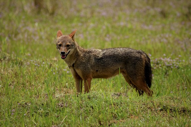 Kumana National park Full day safari - Morning in Kumana: what you’re actually hunting for
