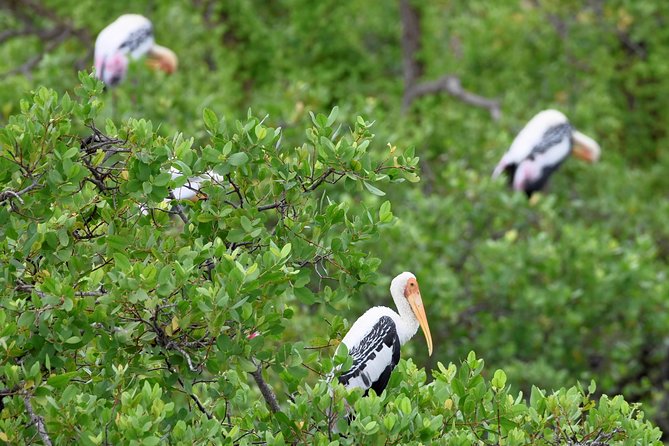 Kumana National park Full day safari - River-side breakfast and the traditional meal stop