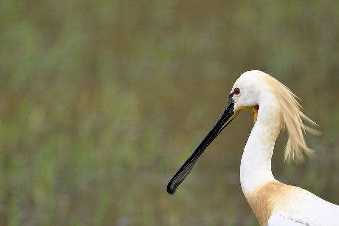 Kumana National park Full day safari - What to pack for Kumana’s full-day rhythm