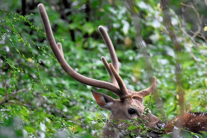 Kumana National park Full day safari - Best-fit for the kind of traveler this is
