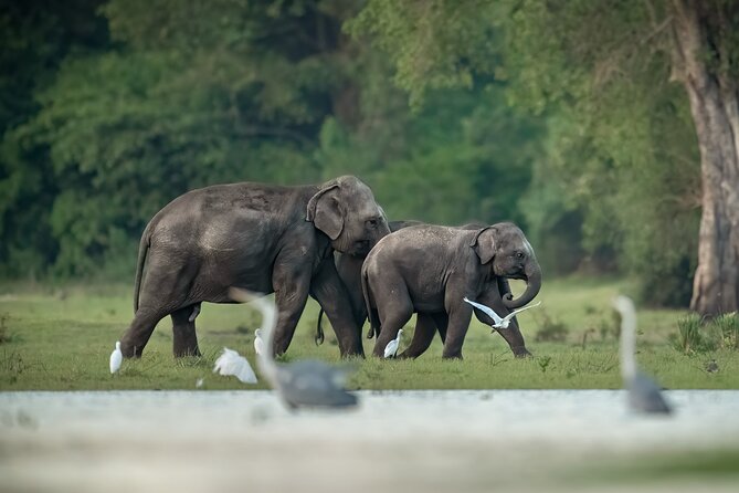 Kumana National Park Half Day Jeep Safari - Kumana Jeep Safari From Arugam Bay: Why This Half-Day Option Makes Sense