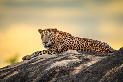 Kumana National Park Half Day Jeep Safari - The Safari Route at Kumana National Park: What You’re Actually Watching For
