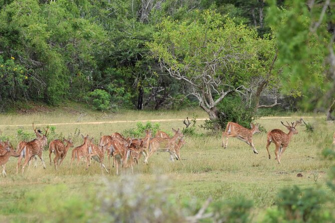 Kumana National Park Half Day Jeep Safari - Jeep Safari Comfort, Pickup Rhythm, and the Private-Group Feel