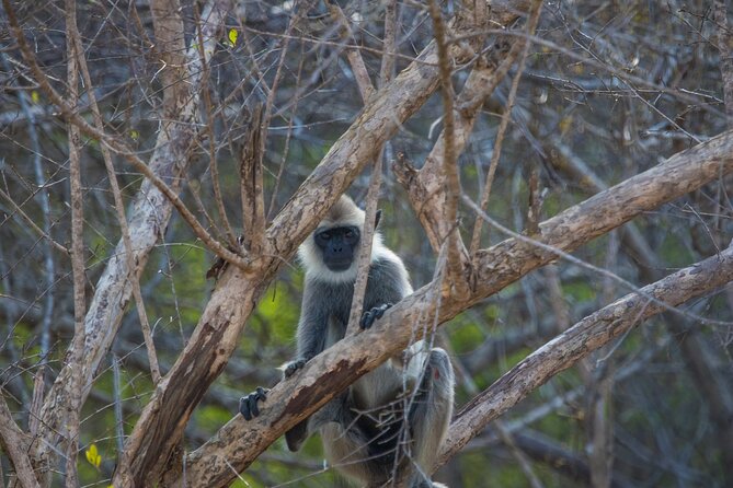 Kumana National Park Half Day Jeep Safari - What to Bring (and How to Pick the Right Slot)