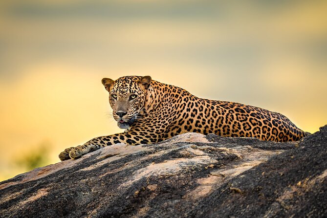 Kumana National Park Half Day Jeep Safari - The Safari Route at Kumana National Park: What You’re Actually Watching For