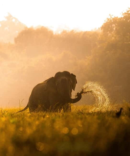 Kumana National Park Leopard Safari PRIVATE Tour - Guide quality and communication: how to judge it fast