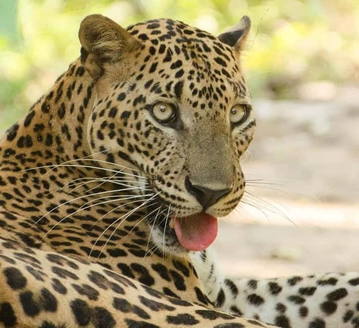 Kumana National Park Leopard Safari PRIVATE Tour - Jeep comfort and the reality of rough safari tracks