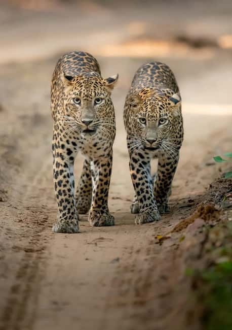 Kumana National Park Leopard Safari PRIVATE Tour - Photo chances: how to get the shot without crowding
