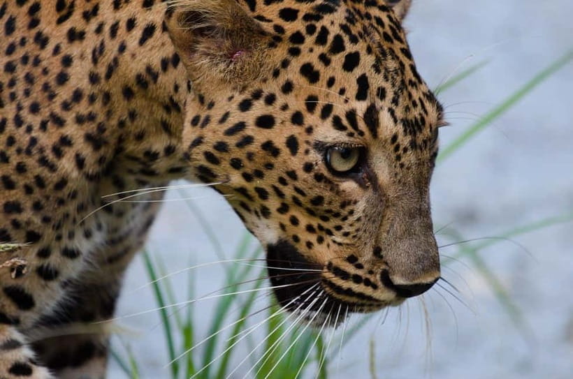 Kumana National Park Leopard Safari PRIVATE Tour - Getting to the park from Arugam Bay area pickups