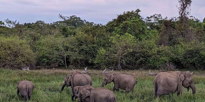 Kumana National Park : Morning or Afternoon Safari (6 h) - Entering Kumana: Where Birding Meets Real Wildlife Odds