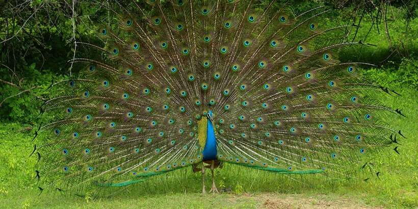 Kumana National Park : Morning or Afternoon Safari (6 h) - Kumana Villu and Kumbukkan Oya: Two Stops That Explain the Bird Focus