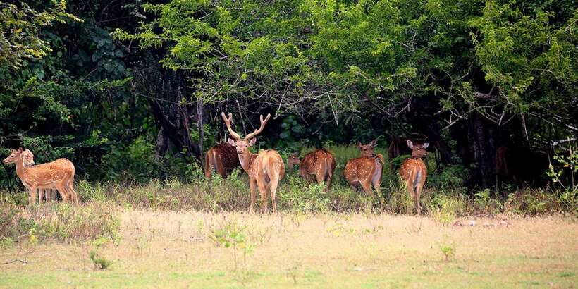 Kumana National Park : Morning or Afternoon Safari (6 h) - Wildlife Targets: What You’ll Look For on This Safari