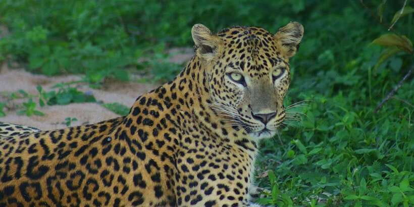 Kumana National Park : Morning or Afternoon Safari (6 h) - Photography from a Safari Jeep: Get Shots Without Stress