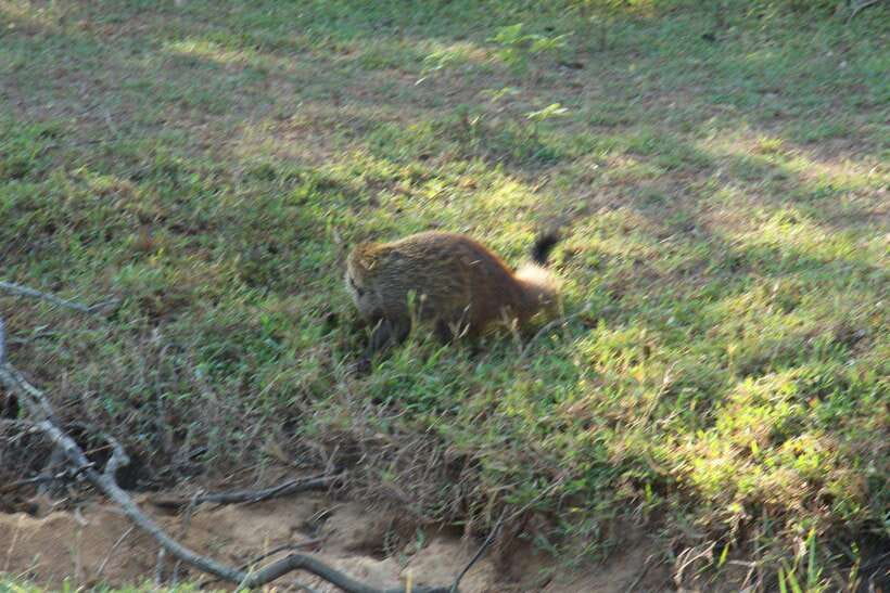 Kumana National Park : Morning or Afternoon Safari Tour - Key highlights worth planning for