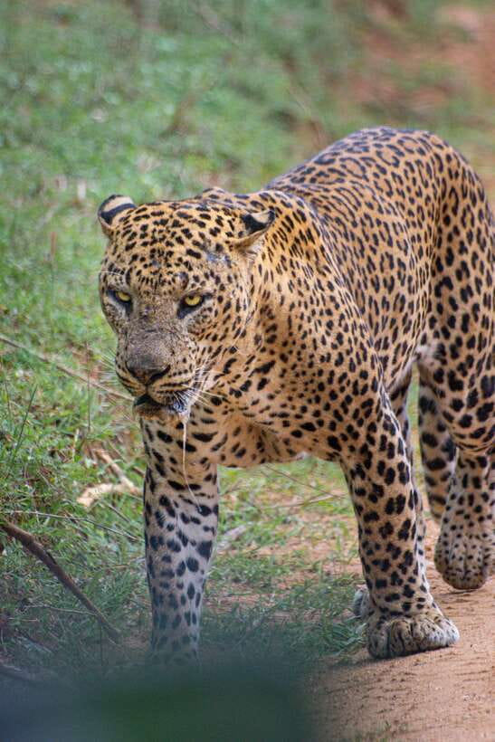 Kumana National Park : Morning or Afternoon Safari Tour - Kumana (Yala East) is built for birds, with wildlife as a bonus