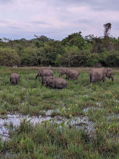 Kumana National Park : Morning or Afternoon Safari Tour - Pickup from Arugam Bay, Pottuvil, or Panama without drama