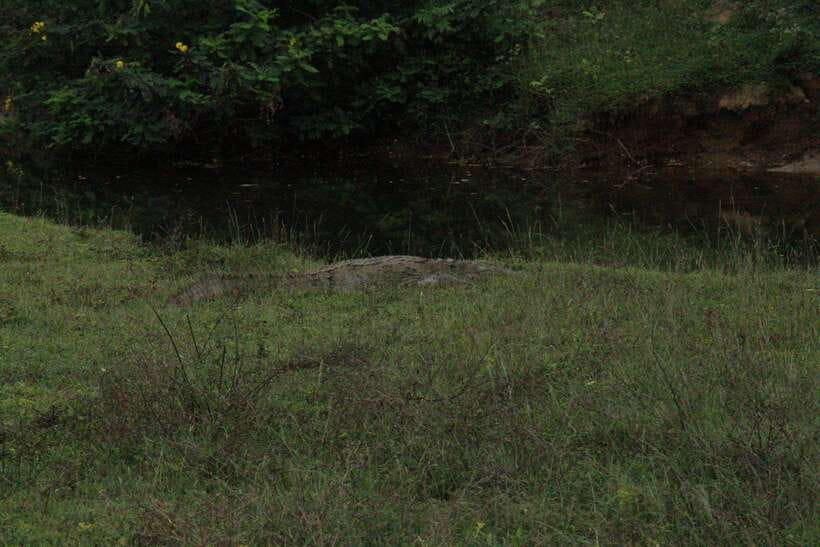 Kumana National Park : Morning or Afternoon Safari Tour - The safari route: Kumana Villu for birds, Kumbukkan Oya for atmosphere