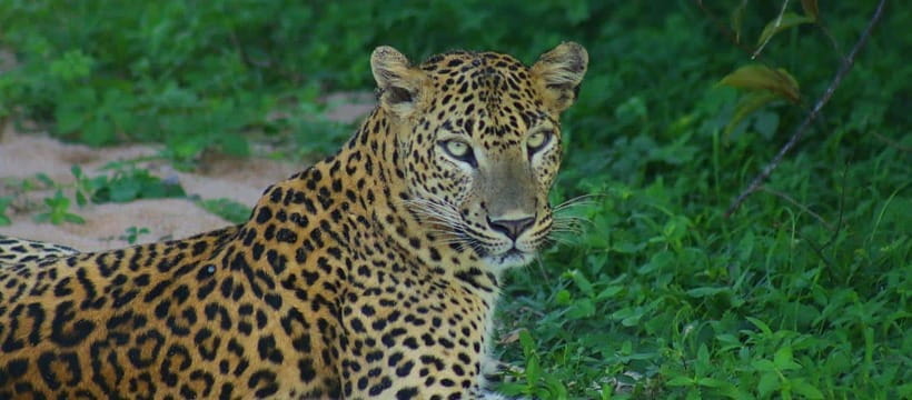 Kumana National Park : Morning or Afternoon Safari Tour - What you can realistically hope to see: birds first, big animals as payoff