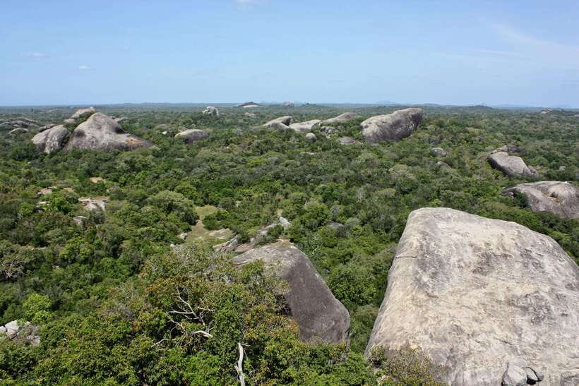 Kumana National Park : Morning or Afternoon Safari Tour - Morning vs afternoon: choosing based on your comfort and your priorities