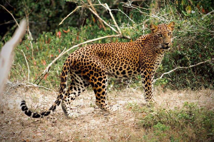 Kumana National Park : Private Half-Day Jeep Safari - Key things that make this Kumana safari special