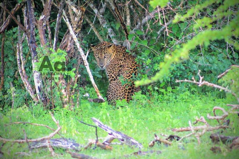 Kumana National Park : Private Half-Day Jeep Safari - Kumana National Park: where wildlife time feels well used