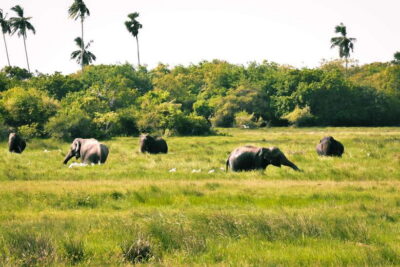 Kumana National Park : Private Half-Day Jeep Safari - Morning 05:00–11:00 vs afternoon 13:00–19:00