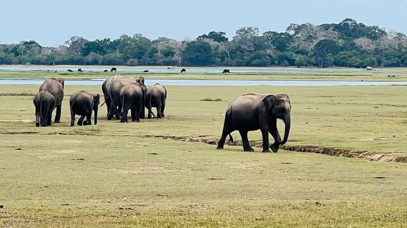Kumana National Park : Private Half-Day Jeep Safari - Inside the park: how the 4 hours usually feel
