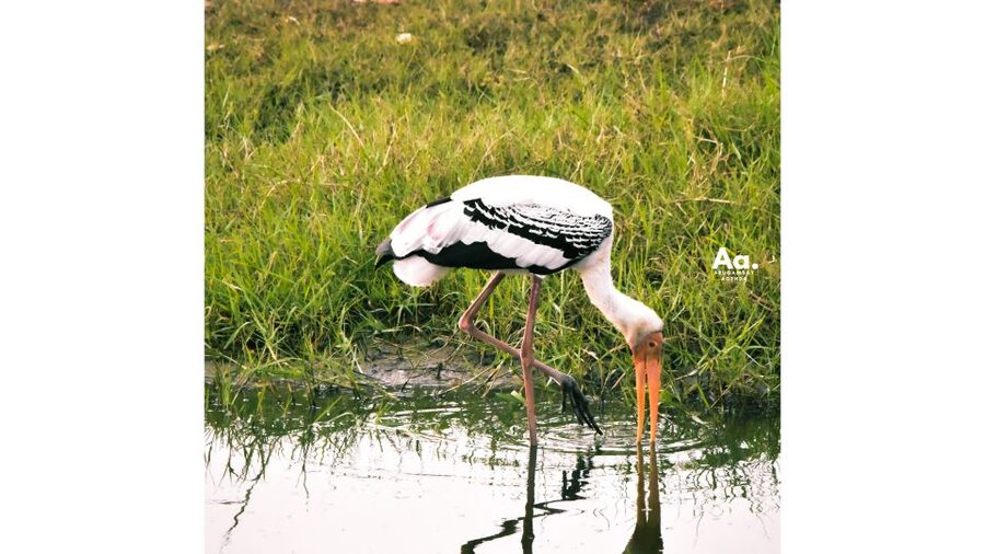 Kumana National Park : Private Half-Day Jeep Safari - The animals you can realistically hope for