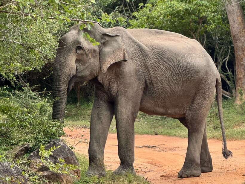 Kumana National Park : Private Half-Day Jeep Safari - Birdwatching payoff: 255+ species and practical expectations