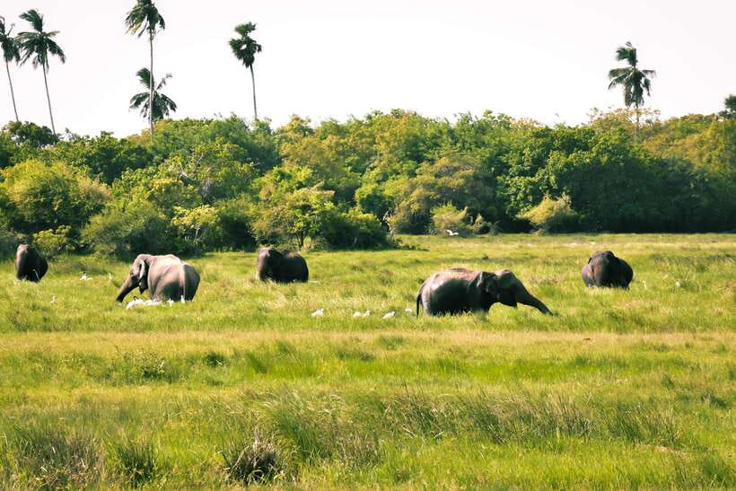 Kumana National Park : Private Half-Day Jeep Safari - Morning 05:00–11:00 vs afternoon 13:00–19:00