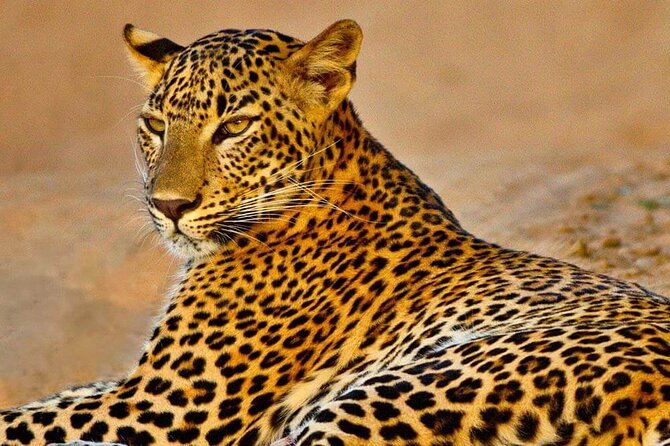 Kumana National Park Safari | from Arugam Bay - Key things to know