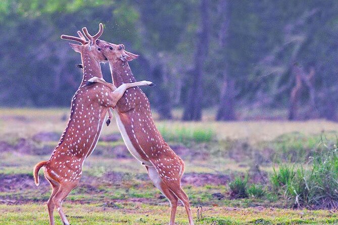 Kumana National Park Safari | from Arugam Bay - The 6-hour safari schedule: how to plan your time and energy