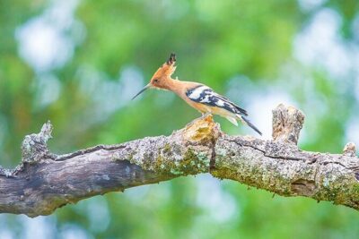 Kumana National Park Safari | from Arugam Bay - Setting out from Arugam Bay: a simple start point in Sri Lanka’s southeast
