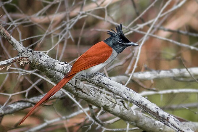 Kumana National Park Safari | from Arugam Bay - Spotting strategy for migratory birds (and everything else)