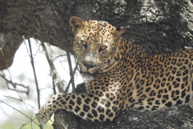 Kumana National Park Safari | from Arugam Bay - What’s included (and what you’ll need to handle yourself)
