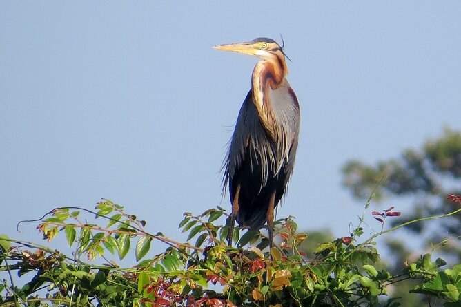 Kumana National Park Safari | from Arugam Bay - Price and value: is $83.75 per person worth it?