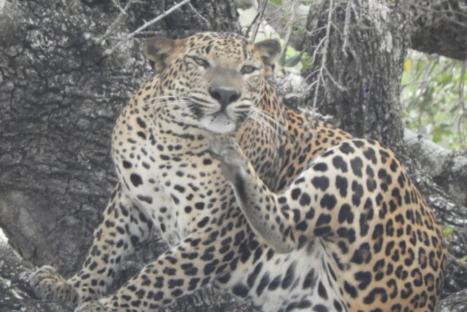 Kumana National Park Safari | from Arugam Bay - Timing, weather, and comfort: how to avoid the common pitfalls