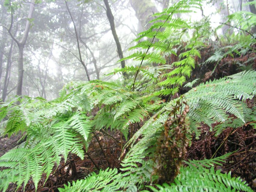 La Gomera: The Rain Forest (national park) - Key highlights worth your time