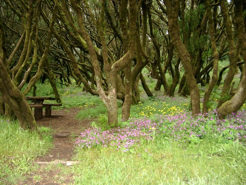 La Gomera: The Rain Forest (national park) - Climbing to Pico del Garajonay: the view is earned
