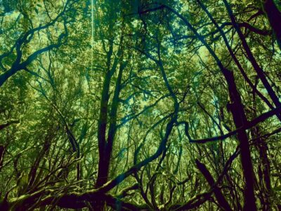 La Gomera: The Rain Forest (national park) - From Valley Gran Rey pickup to the rainforest trail