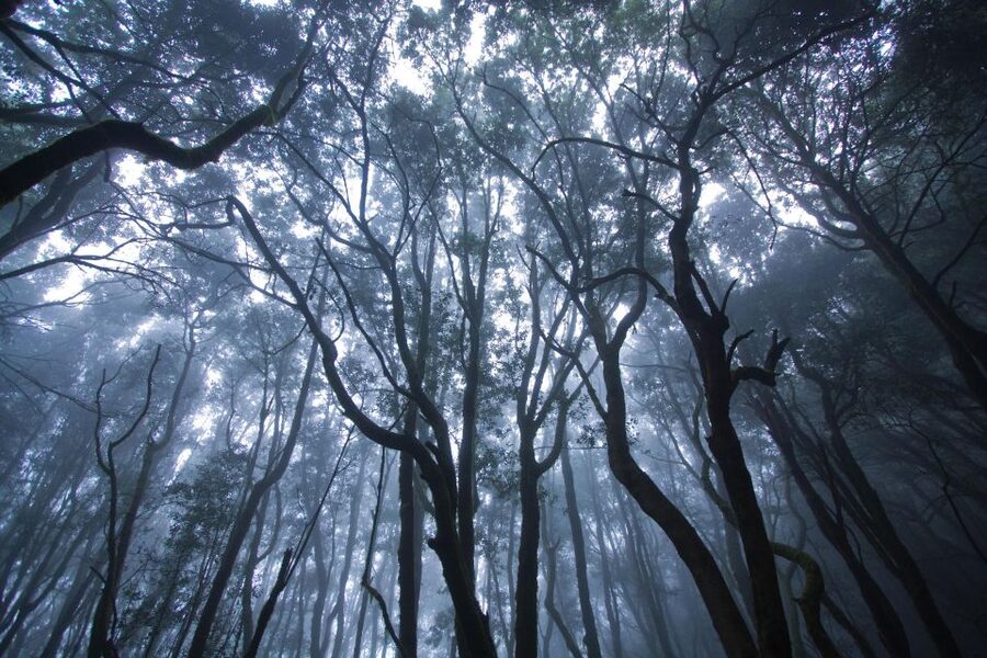 La Gomera: The Rain Forest (national park) - The end at an old sough: plan your food and don’t count on restaurants