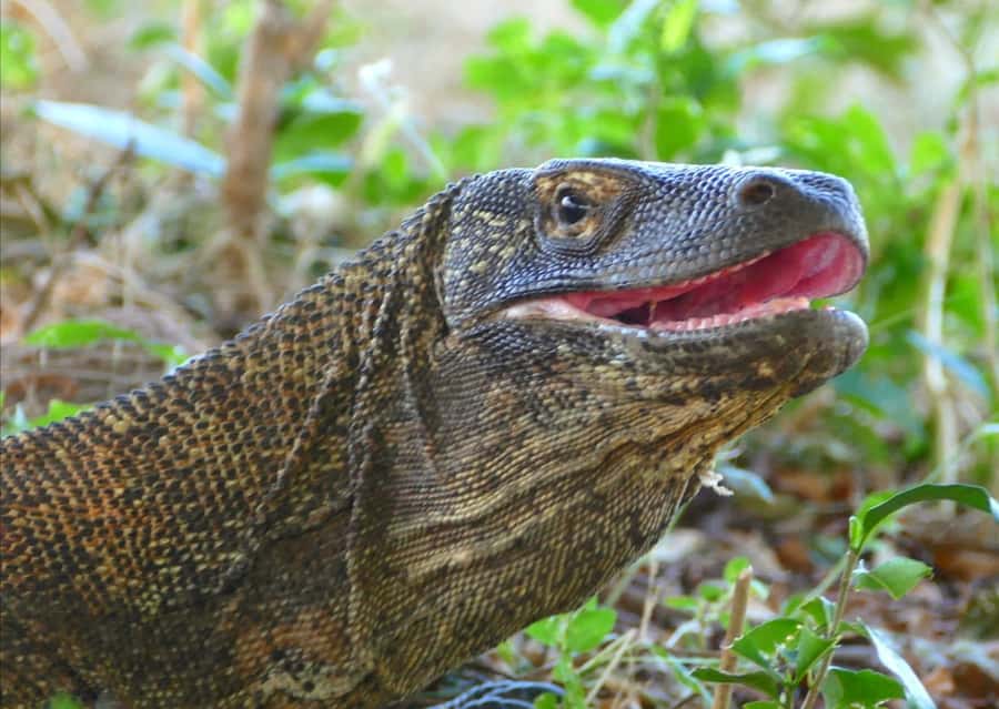 Labuan Bajo: One Day Tour to Explore Komodo National Park - Pink Beach and Komodo Island: Swim Time in Iconic Water