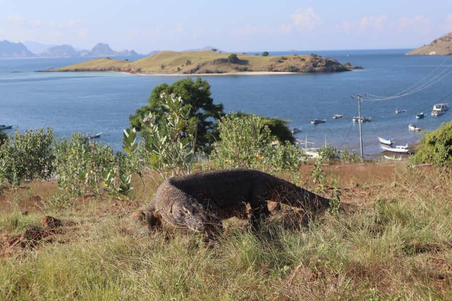 Labuan Bajo: One Day Tour to Explore Komodo National Park - Komodo Island Walk: Dragon Encounters with Real Rules
