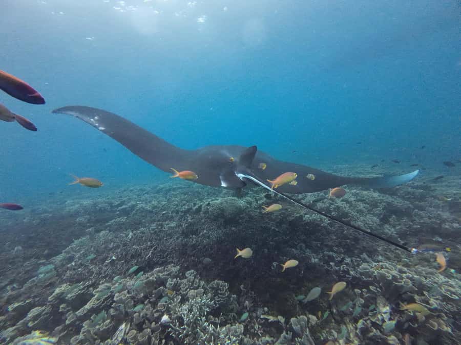 Labuan Bajo: One Day Tour to Explore Komodo National Park - Kanawa Island Finale: Clear Water and a Softer Landing