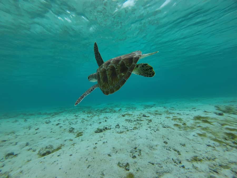 Labuan Bajo: One Day Tour to Explore Komodo National Park - Boat Comfort, Crew Management, and Safety on a Speedboat Day
