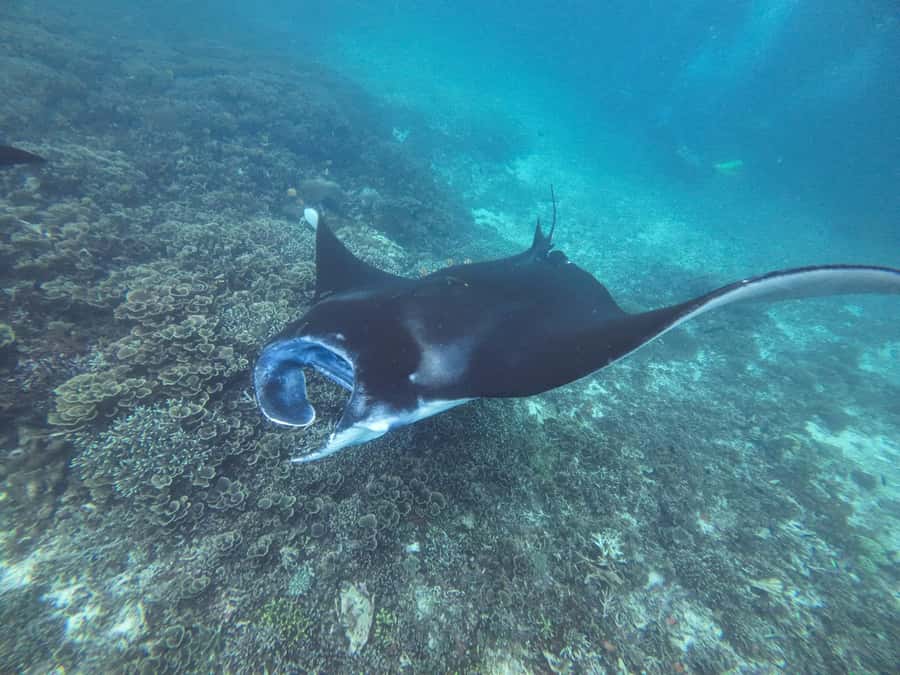 Labuan Bajo: One Day Tour to Explore Komodo National Park - Value Check: Does $99 Cover What You Really Want?