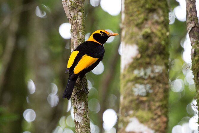 Lamington National Park, O'Reilly's & Vineyard Tour - How the Lamington Day Trip Runs From Aquaduck (and what small-group means)
