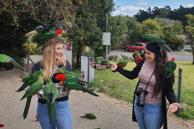 Lamington National Park, O'Reilly's & Vineyard Tour - O’Reilly’s Rainforest: Treetop Walk + Bird Feeding That Actually Feels Real