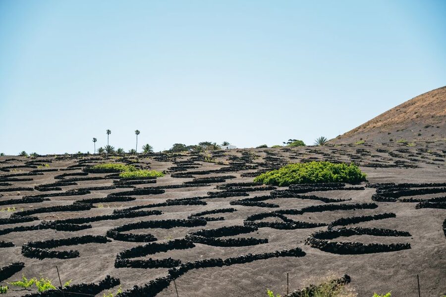 Lanzarote: Timanfaya National Park & La Geria Tour - The Volcanoes Route by Coach: Seeing More Without the Stress