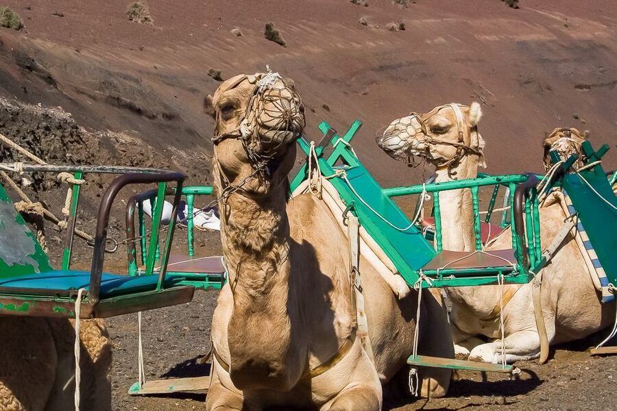 Lanzarote: Timanfaya National Park Volcanic Craters Tour - Volcano Route first: why bus access makes Timanfaya better